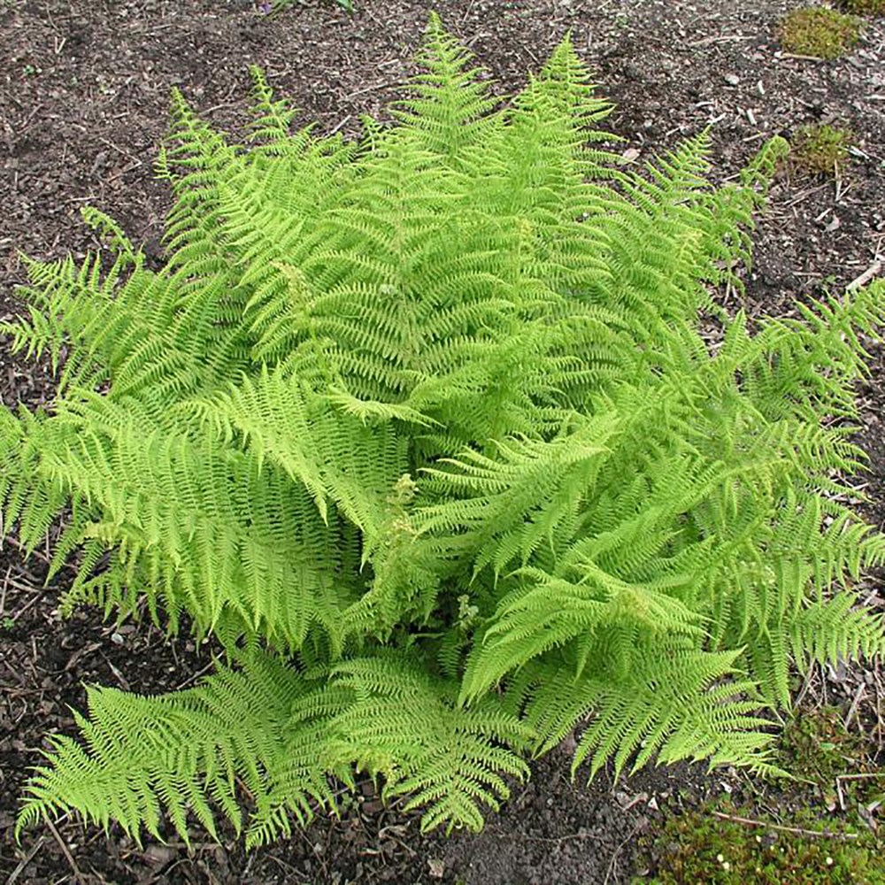 Папоротник 6. Папоротник Athyrium filix-Femina. Кочедыжник женский (Athyrium filix-Femina). Папоротник Лесной кочедыжник. Кочедыжник китайский.