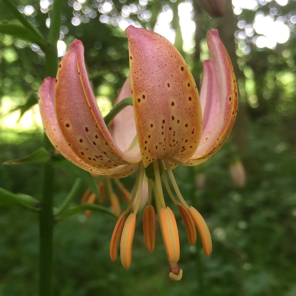 Лилия fairy morning фото