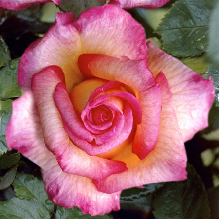 Роза "Sheila's Perfume" (HARsherry) - фото 11300