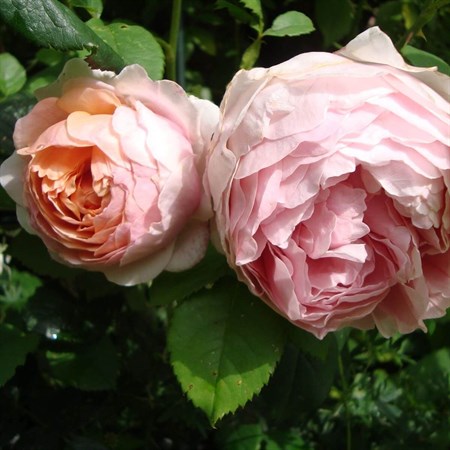 Роза "Peter Paul Rubens" - фото 11305