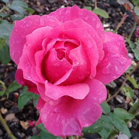 Роза "Venrosa" - фото 11343