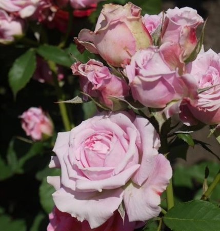Роза "Florajet ®" (Masflora) - фото 11380