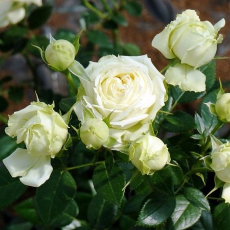 Роза "Lemon Rokoko ®" - фото 11399