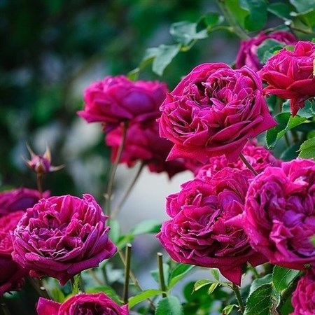 Роза "William Shakespeare" 2000 (AUSromeo) - фото 11405