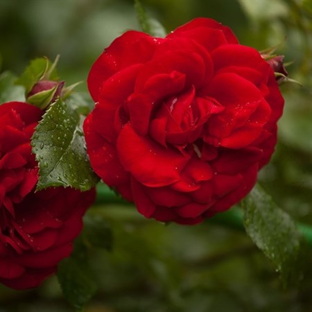 Роза "Coeurs de Vendee" (Delmillon, Coeur de Vendee) - фото 11456