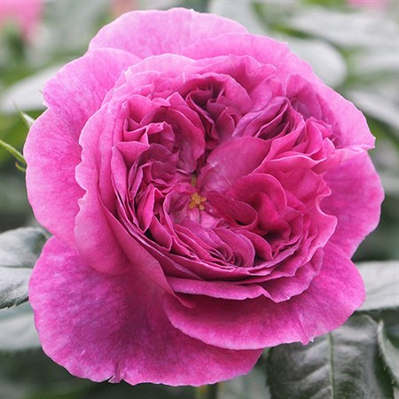 Роза "Parfum Flower Circus" - фото 11480