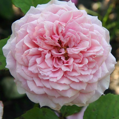 Роза "William Christie" (MASwicri ) - фото 11496