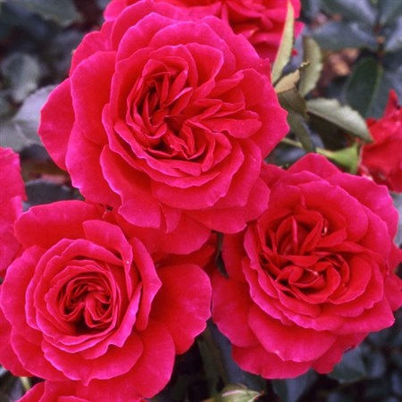 Роза "The Fetzer Syrah Rose" (Fetzer Syrah Rose, Courageous, HARextra, Madrigal ) - фото 11510