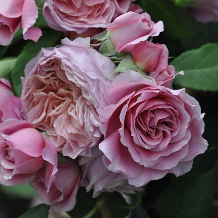 Роза "Robe a la francaise" - фото 12429