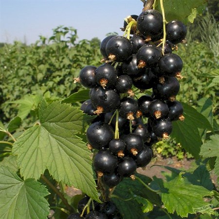 Смородина черная "Тамерлан" - фото 13985