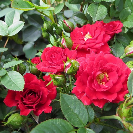 Роза "Red Mini" - фото 19910