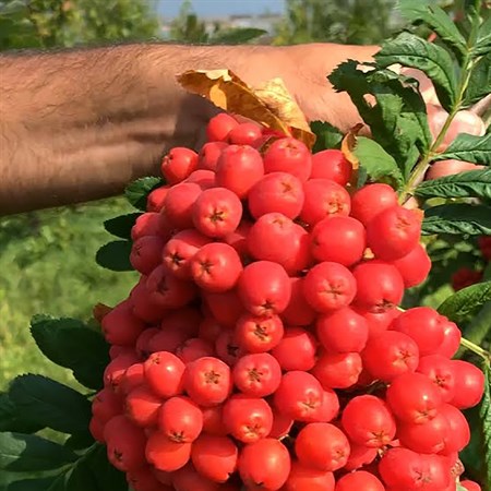 Рябина алая крупная фото