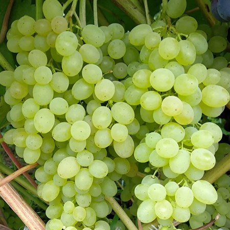 Виноград плодовый "Сверхранний" - фото 20629