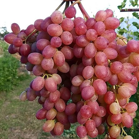 Виноград плодовый "КМ Велес" - фото 20633