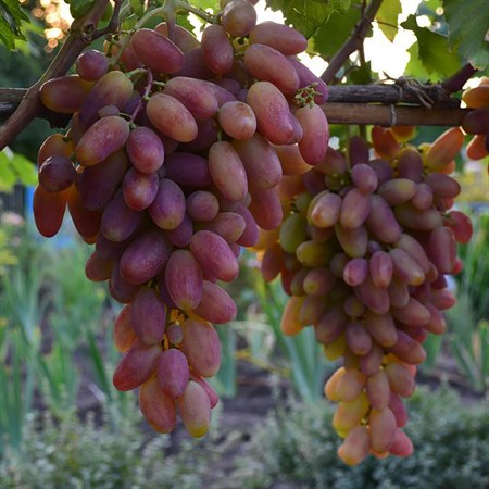 Виноград плодовый "Преображение" - фото 20636