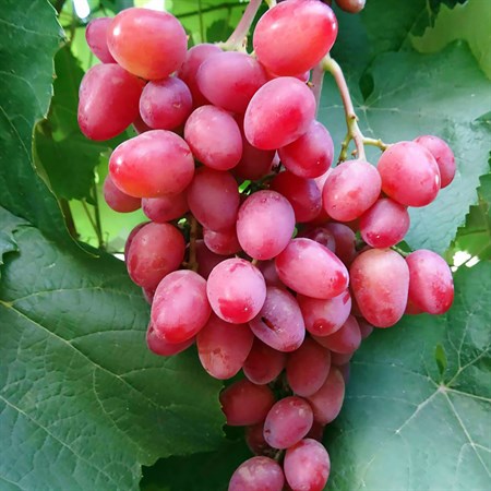 Виноград плодовый "Пестрый (Г)" - фото 20639