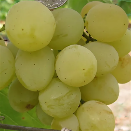 Виноград плодовый "Колобок" - фото 20644