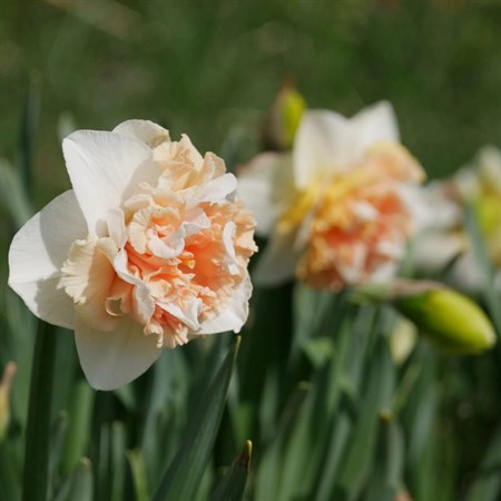 Нарцисс "Flower Surprise" - фото 21276