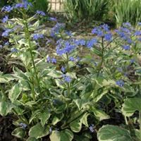 Бруннера крупнолистная "Variegata" - купить саженцы в питомнике ...