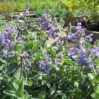 Котовник Фассена "Light Blue" - купить саженцы в питомнике Репейник ...