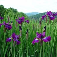 Ирис сибирский "Berlin Purple Wine" - купить саженцы в питомнике ...
