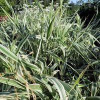 Фалярис тростниковый "Variegata" - купить саженцы в питомнике Репейник ...