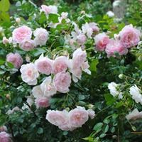 Роза "Lovely Meilland" - фото 22509