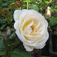 Роза "Uetersener Klosterrose" (Tan99176) - фото 22607