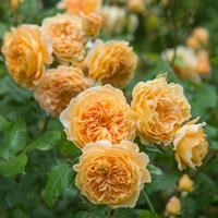Роза "Crown Princess Margareta®" (AUSwinter) - фото 22611