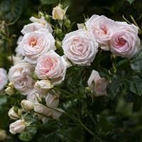 Роза "Madame Anisette ®" (Glorious Parfuma, KO 04/1553-01, KORberonem, Madame de la Vallière) - фото 22636