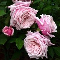 Роза "Blossomtime" (Blossom Time) - фото 22639