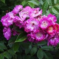 Роза "Perennial Blue" (Mehblue) - фото 22641