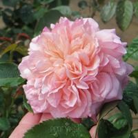 Роза "Rose de Tolbiac" - фото 22647