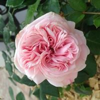 Роза "Giardina" (RT92789, GiardinaZurich, L'Alhambra) - фото 22659