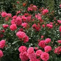 Роза "Rosarium Uetersen" - фото 22671
