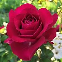 Роза "Rosemantic Red" - фото 22690