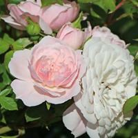 Роза "Starlet ®-Rose Alina" - фото 22703
