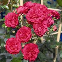 Роза "Starlet®-Rose Lola®" - фото 22705