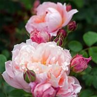 Роза "Dames de Chenonceau" - фото 22713