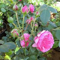 Роза "Pomponella" (Korpompan) - фото 22745