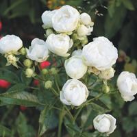 Роза "White Morsdag" - фото 22830