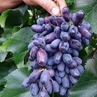 Виноград плодовый "Академик" - фото 23162