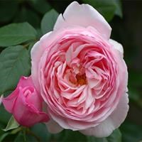 Роза "St. Ethelburga" - фото 23575