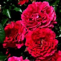Роза "The Fetzer Syrah Rose" (Fetzer Syrah Rose, Courageous, HARextra, Madrigal) - фото 23602