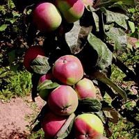 Яблоня колонновидная "Останкино" - фото 24042