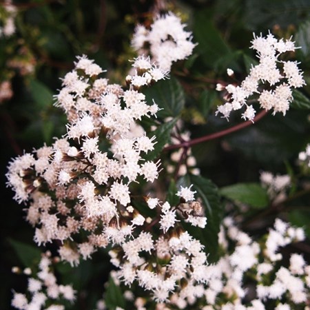 Посконник морщинистый шоколад фото Ageratina altissima Chocolate Joe Пай сорняк 200 семена eBay