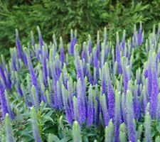 Вероника гибридная "Ulster Dwarf Blue" - купить саженцы в питомнике ...