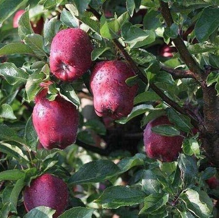 Кандиль синап яблоки фото Яблоня "Кандиль Орловский" - купить саженцы в питомнике Репейник, СПб и ЛО