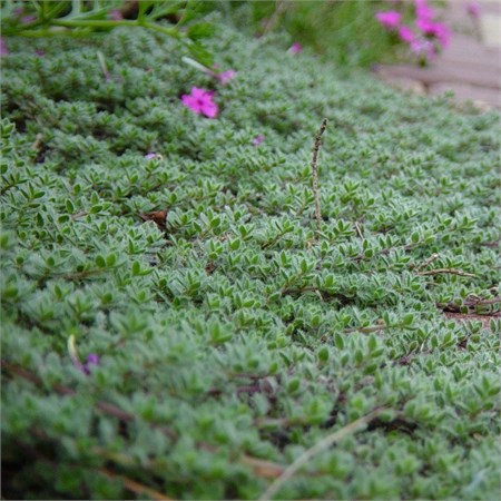 Тимьян лимоннопахнущий "Woolly" 7829 - фото 26188