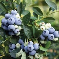 Голубика высокорослая "Denise Blue" C2-3 101012